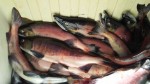 more kokanee salmon