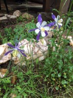 State flower on cabin property