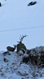 Huge Elk in GMU Hunting Unit 55